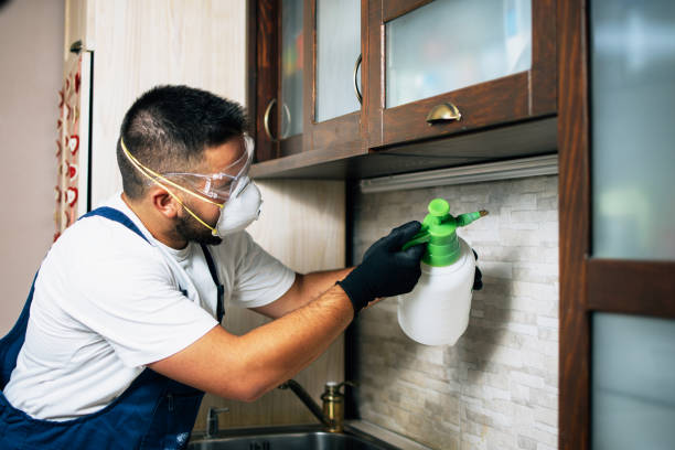 Best Wasp Removal Services  in Wailua Homesteads, HI