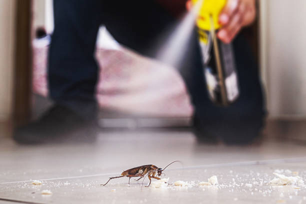 Best Spider Control Near Me  in Wailua Homesteads, HI