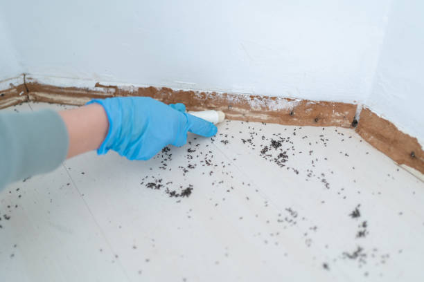 Best Best Pest Control Companies  in Wailua Homesteads, HI
