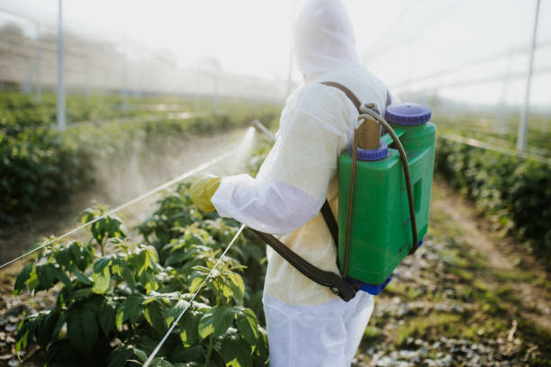 Best Bed Bug Extermination  in Wailua Homesteads, HI